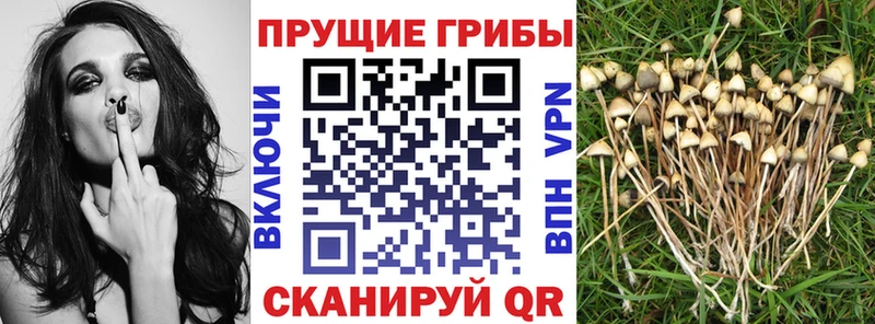 Псилоцибиновые грибы мицелий  Астрахань 